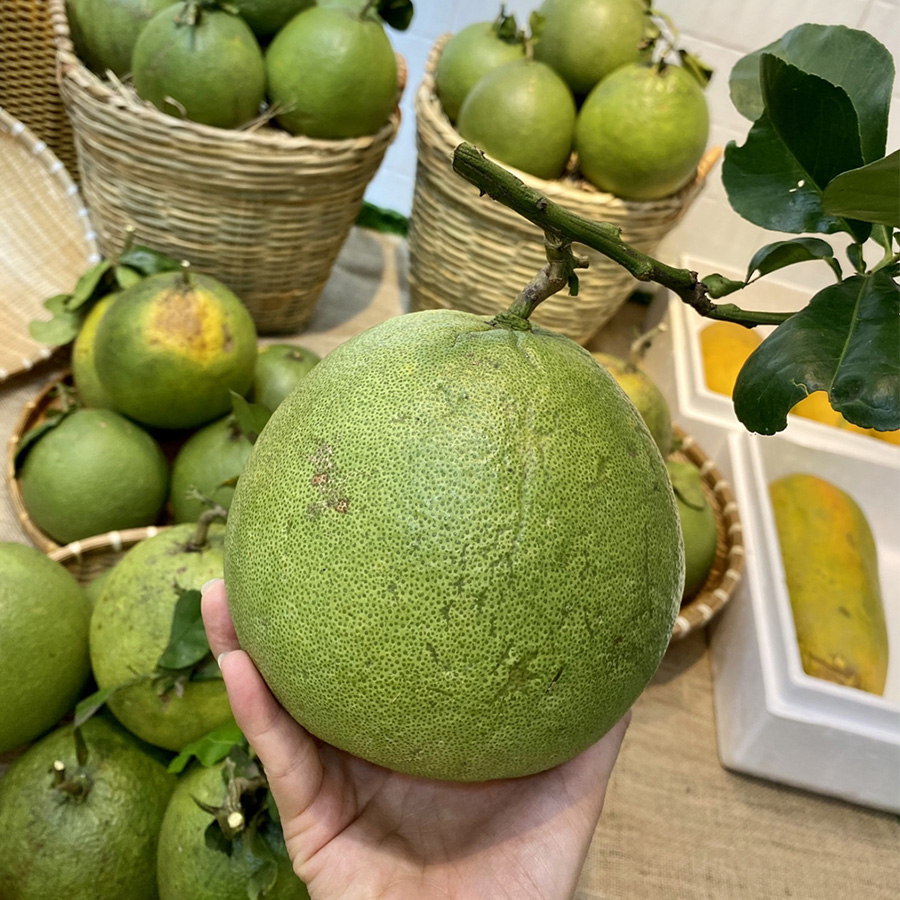 bưởi da xanh Bến Tre - Hình 2