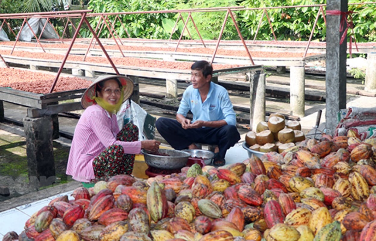 ca cao Bến Tre - Hình 1