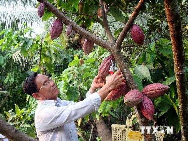 ca cao Bến Tre - Hình 3