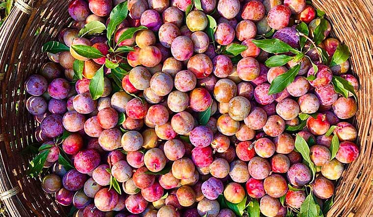 các loại mận ở miền Bắc - Hình 2