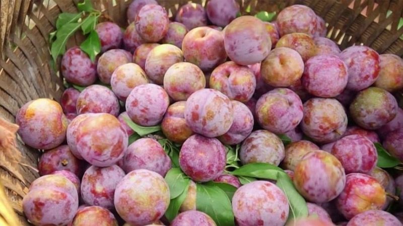 các loại mận ở miền Bắc - Hình 3