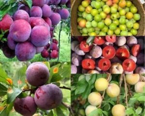 các loại mận ở miền Bắc