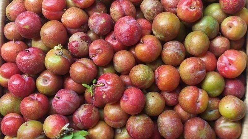 các loại mận ở miền Bắc - Hình 5