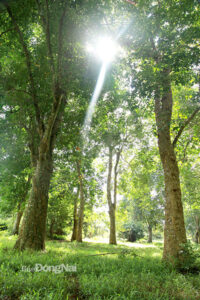 cây cao su ở Đồng Nai