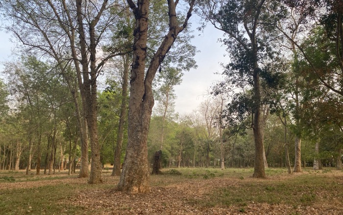 cây cao su ở Đồng Nai - Hình 3