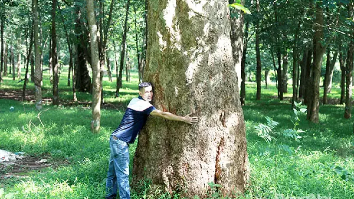 cây cao su ở Đồng Nai - Hình 4
