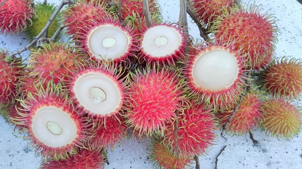 chôm chôm Chợ Lách - Hình 1
