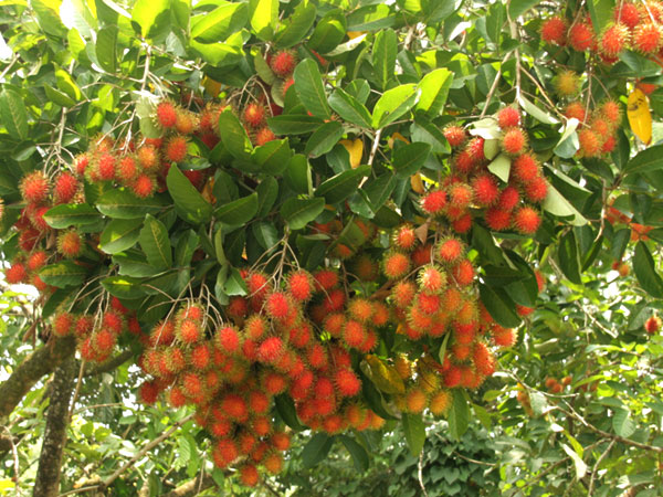 chôm chôm Chợ Lách - Hình 2