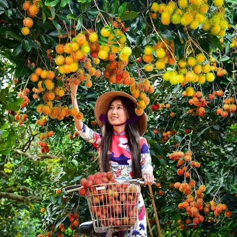 du lịch Chợ Lách Bến Tre - Hình 5