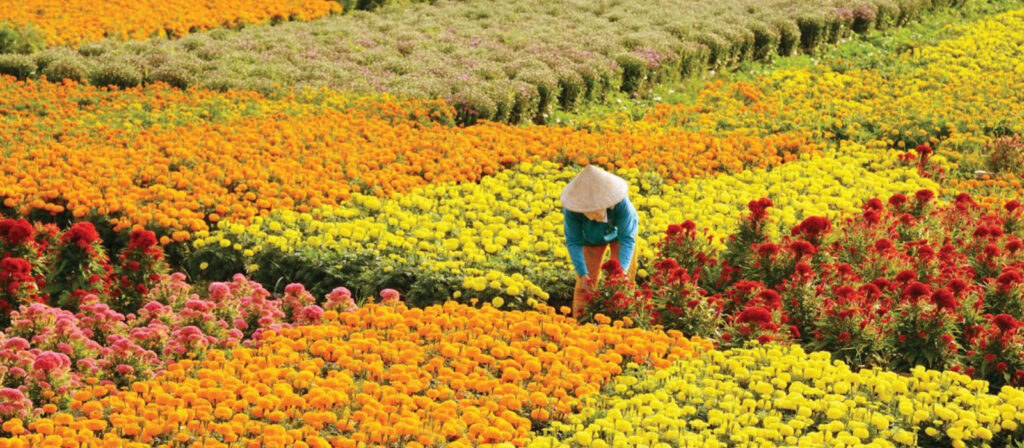 du lịch Chợ Lách mùa hoa