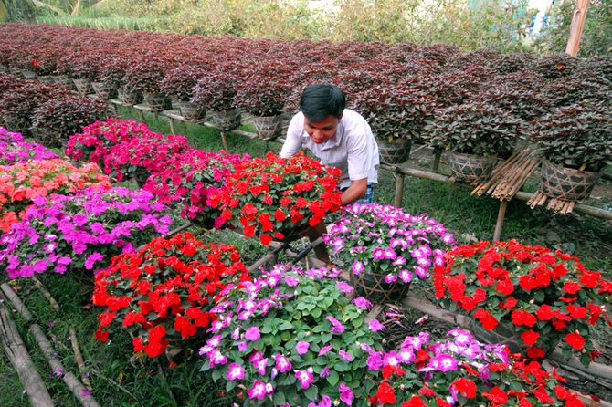du lịch Chợ Lách mùa hoa - Hình 5