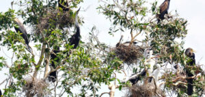 du lịch Khu bảo tồn thiên nhiên đất ngập nước Thạnh Phú