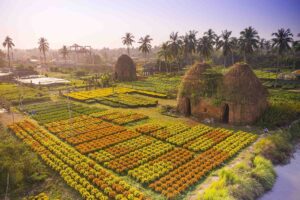 du lịch Làng hoa Cái Mơn