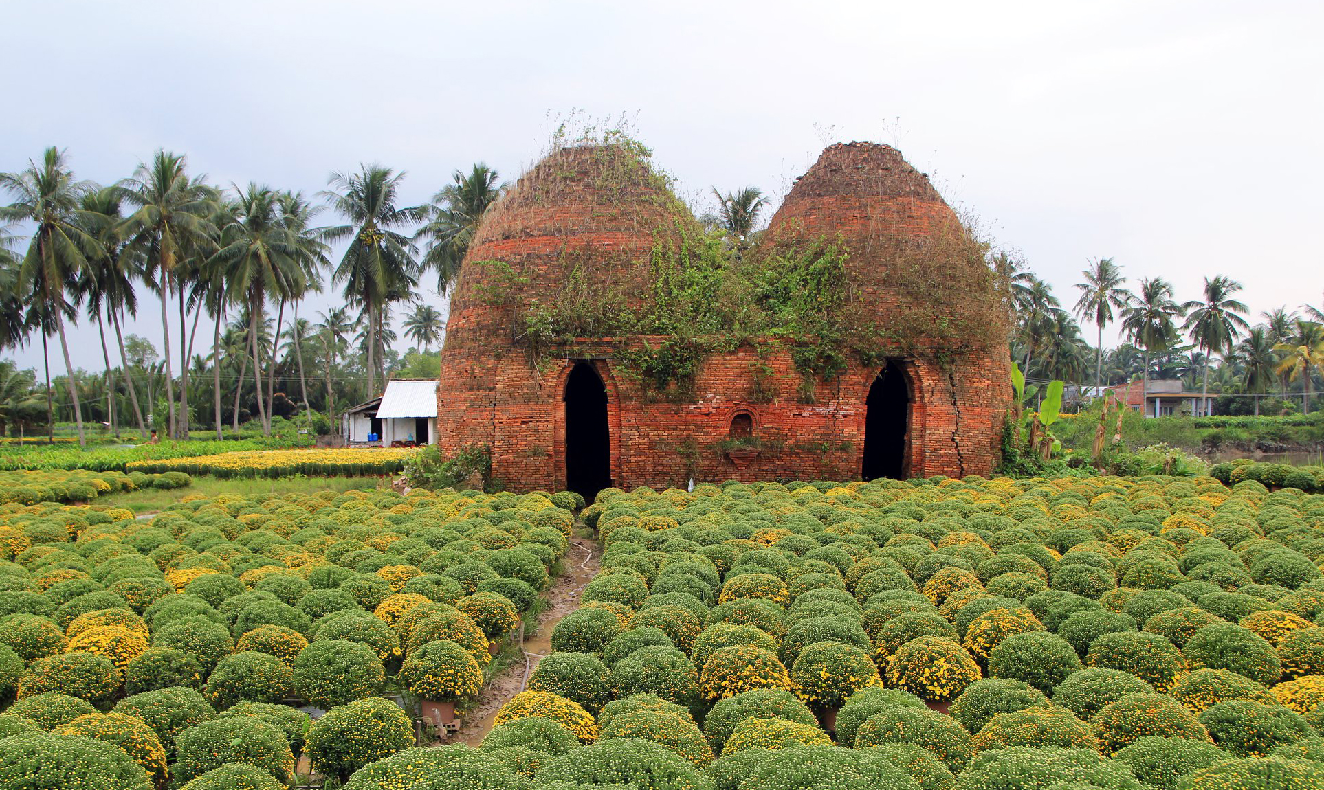 du lịch Làng hoa Cái Mơn - Hình 4