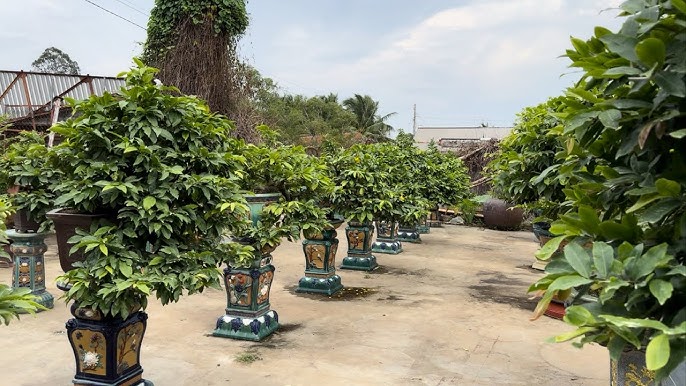 du lịch Làng mai vàng Chợ Lách - Hình 2