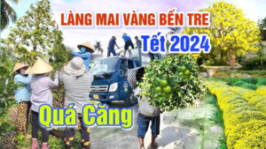 du lịch Làng mai vàng Chợ Lách