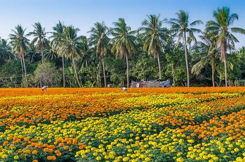 du lịch Làng mai vàng Chợ Lách - Hình 4
