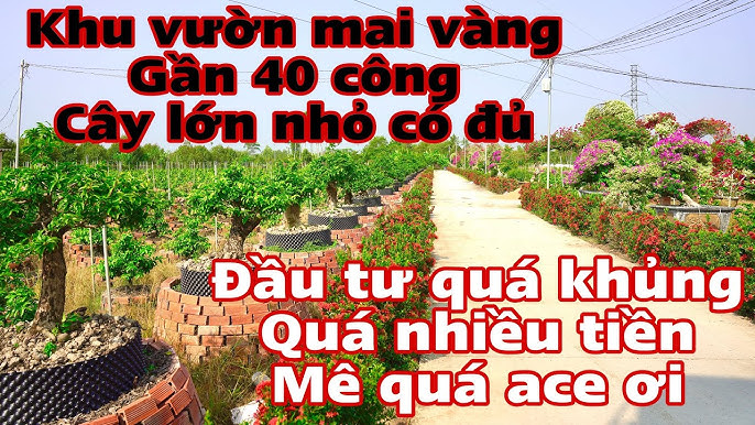 du lịch Làng mai vàng Chợ Lách - Hình 5