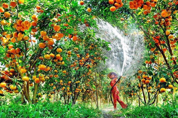 du lịch Miệt vườn Bình Đại - Hình 2