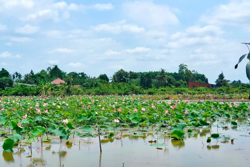 du lịch Miệt vườn Châu Thành Bến Tre - Hình 2
