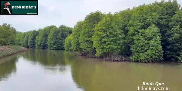 du lịch Rừng ngập mặn Thạnh Phú - Hình 2
