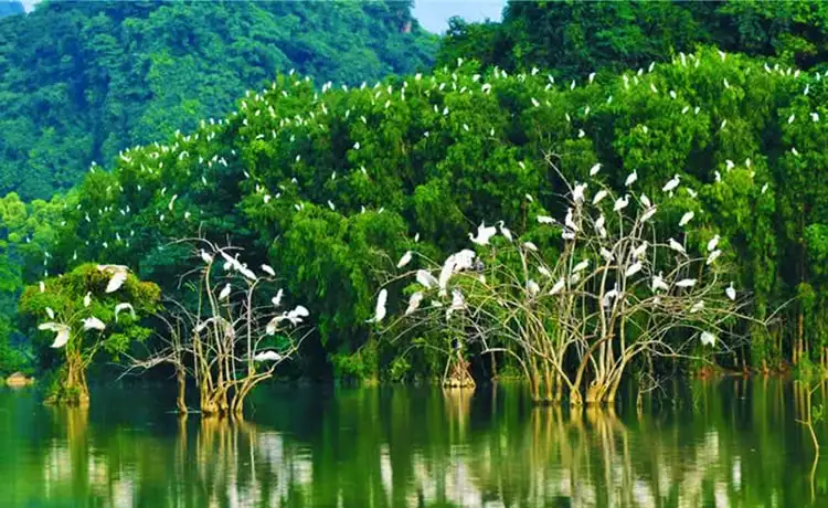 du lịch Sân chim Vàm Hồ - Hình 5