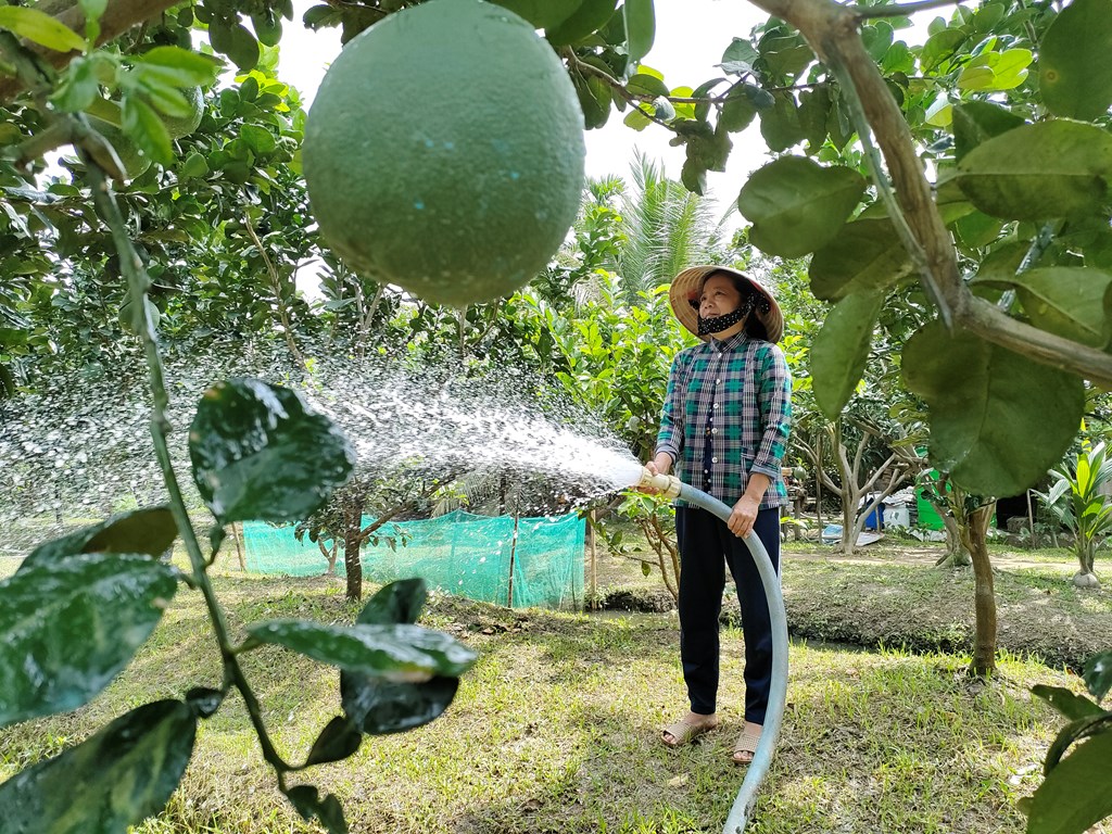 du lịch Vườn bưởi da xanh Bến Tre - Hình 4