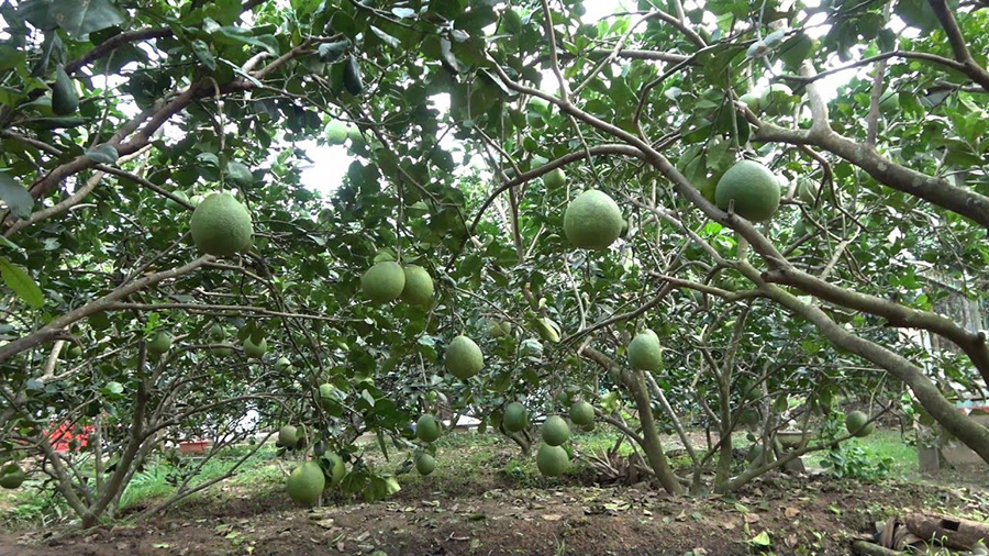 du lịch Vườn bưởi da xanh Bến Tre