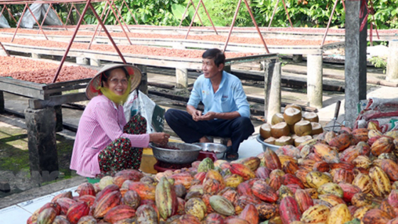 du lịch Vườn ca cao Bến Tre - Hình 2
