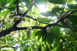 du lịch Vườn ca cao Bến Tre - Hình 3