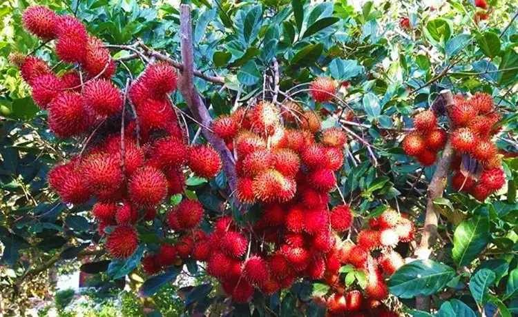 du lịch Vườn cây ăn trái Bến Tre - Hình 2