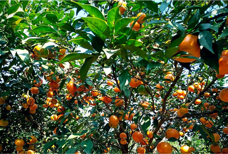 du lịch Vườn cây ăn trái Bến Tre - Hình 3
