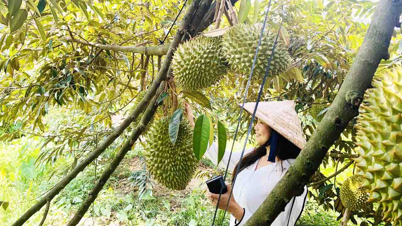 du lịch Vườn cây ăn trái Bến Tre - Hình 4