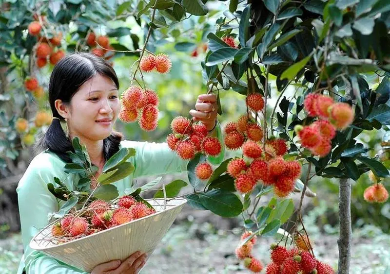 du lịch Vườn chôm chôm Chợ Lách - Hình 2