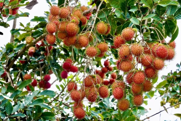 du lịch Vườn chôm chôm Chợ Lách - Hình 3