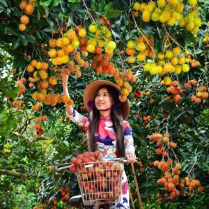 du lịch Vườn chôm chôm Chợ Lách