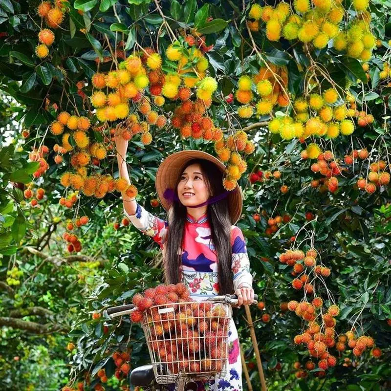 du lịch Vườn chôm chôm Chợ Lách