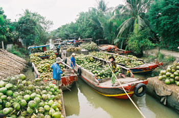 du lịch Vườn dừa Bến Tre - Hình 2