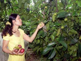 du lịch Vườn măng cụt Chợ Lách - Hình 2