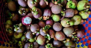 du lịch Vườn măng cụt Chợ Lách