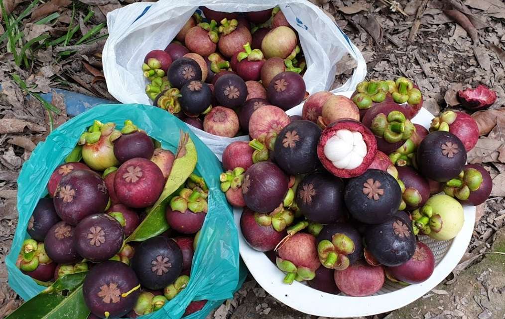 du lịch Vườn măng cụt Chợ Lách - Hình 5