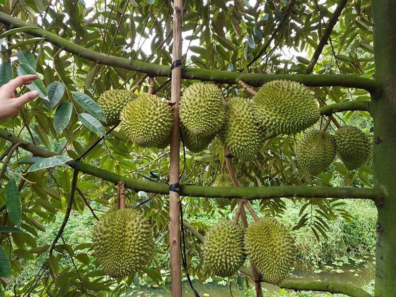 du lịch Vườn sầu riêng Chợ Lách - Hình 2
