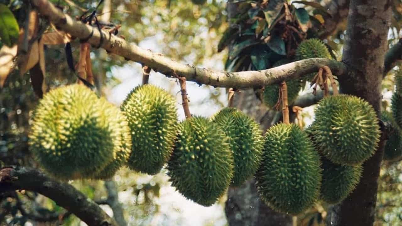 du lịch Vườn sầu riêng Chợ Lách - Hình 3
