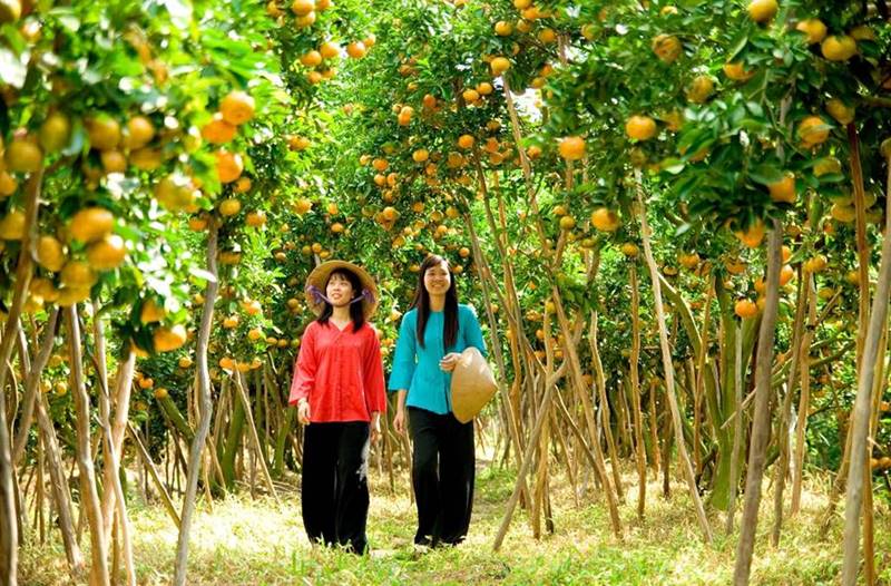 du lịch Vườn sầu riêng Chợ Lách - Hình 4