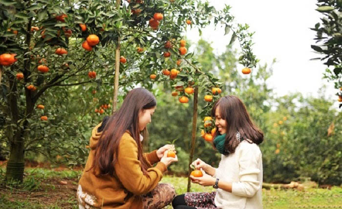 du lịch Vườn trái cây Cái Mơn - Hình 2