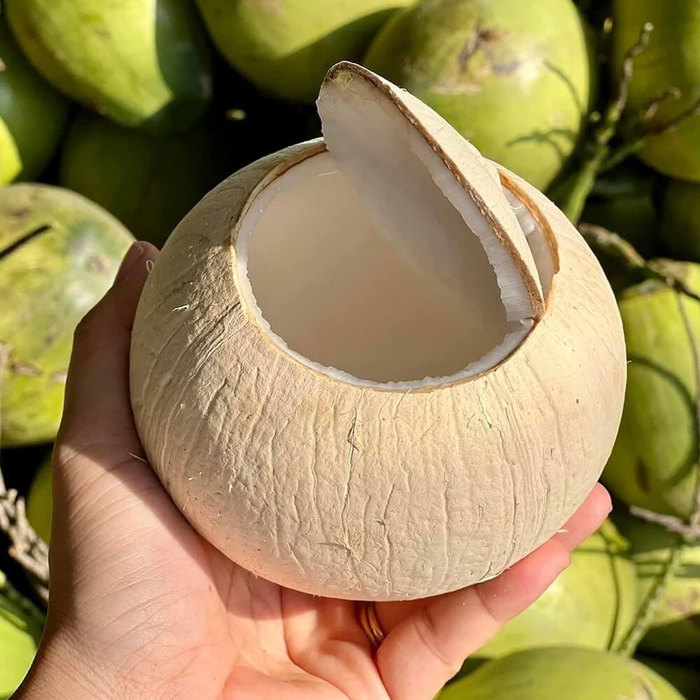 dừa xiêm Bến Tre - Hình 2