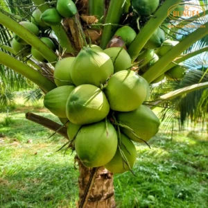 dừa xiêm Bến Tre