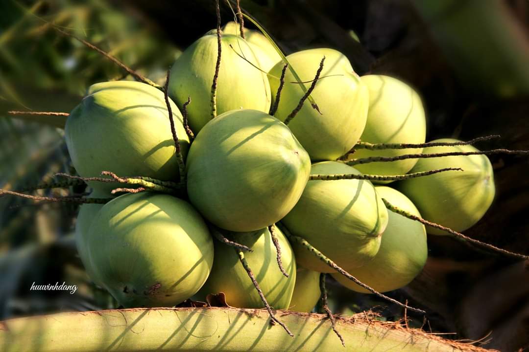 dừa xiêm Bến Tre - Hình 5