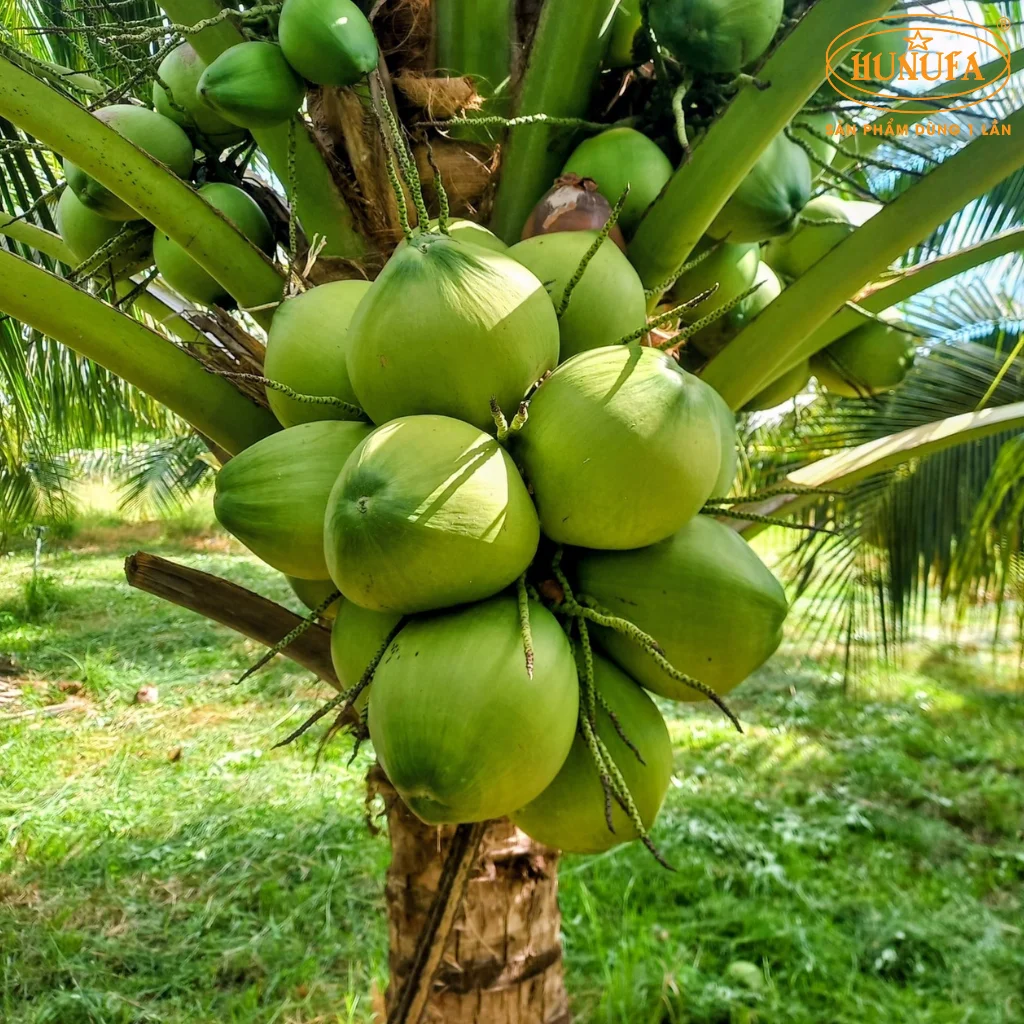dừa xiêm Bến Tre - Hình 1