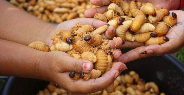 đuông dừa Bến Tre - Hình 2